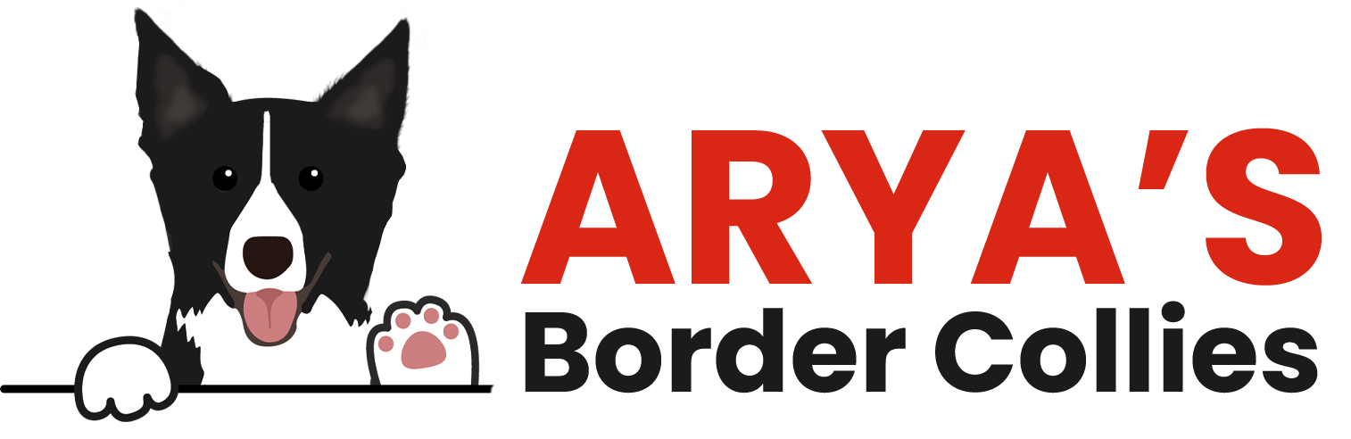 Arya's Border Collies